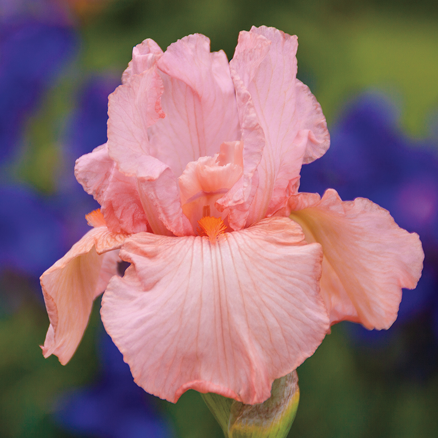 Iris germanica Pink